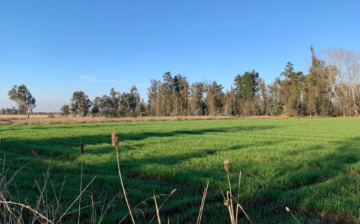 Parcelas dentro de condominio en Parral